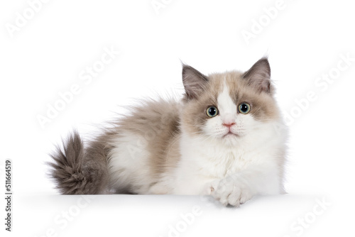Cute mink Ragdoll cat kitten, laying down side ways with paw on edge. Looking towards camera with aqua greenish eyes. Isolated on a white background.