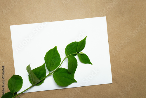 Letter form and plant branch
