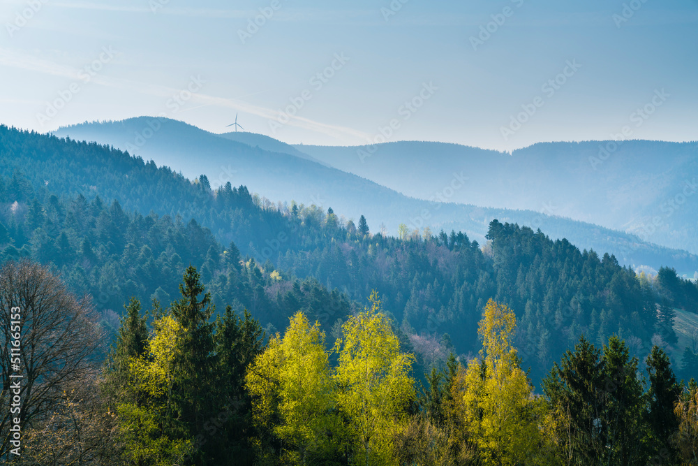 Germany, Schwarzwald tourism destination, panorama view above tree tops at the edge of the forest early in the morning after sunrise, perfect for hiking