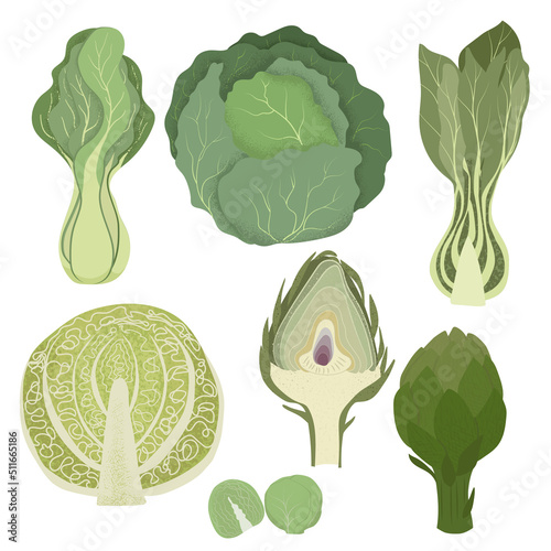 Vector green vegetables set. Hand drawn illustration with textures. Collection of farm products:  artichoke, cabbage, bok choi