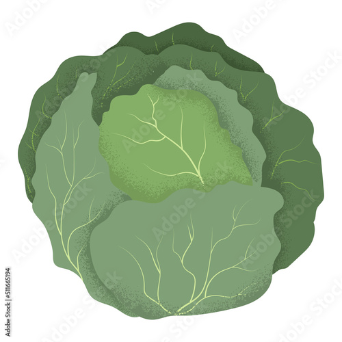 Vector illustration of green cabbage. Textured vector illustration of cabbage leaves, isolated on a white background.