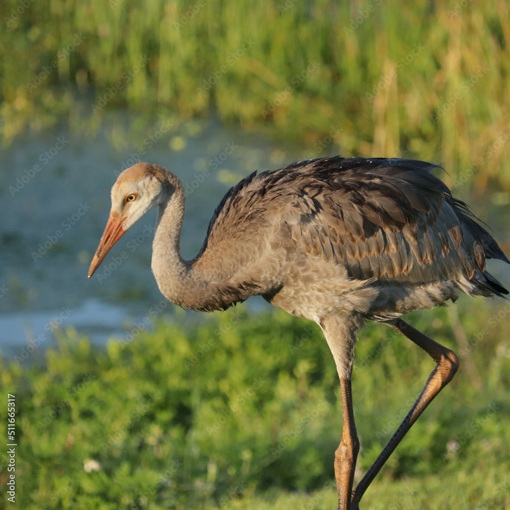 Fototapeta premium Juvenile Female Sandhill Crane Colt Kissed by the Golden Sun