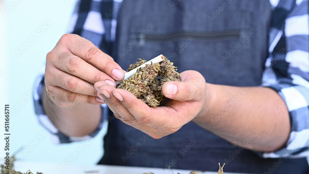 Cropped image of young farmer hands holding cannabis buds. Alternative herbal, business agricultural cannabis farm