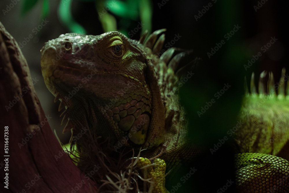 Fototapeta premium a closeup of a lizard surrounded by plants
