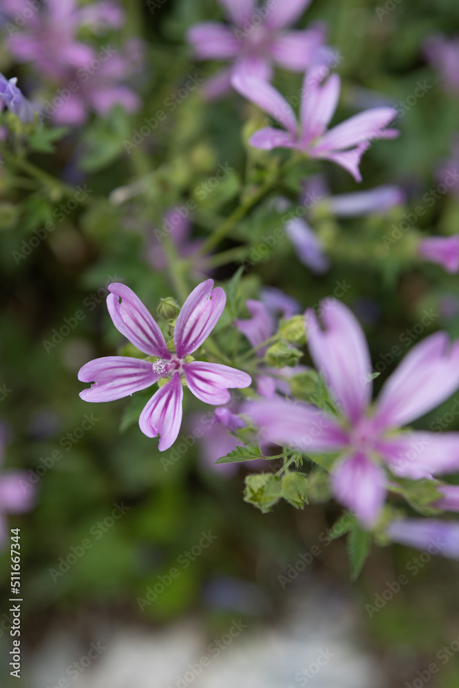 Сute little purple wildflowers. Selective focus of flowers. A picturesque colorful artistic image with a soft focus. Сute little purple wildflowers. Selective focus of flowers. A picturesque colorful artistic image with a soft focus.