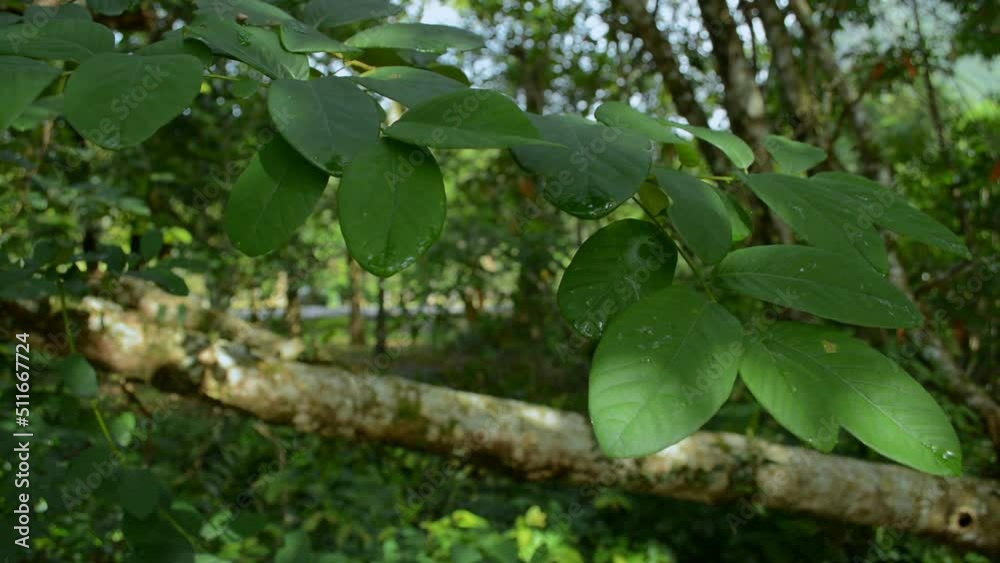 Close up swaying green leaves under the shade in tropical forest. Wild nature background. Close up swaying green leaves under the shade in tropical forest. Wild nature background.