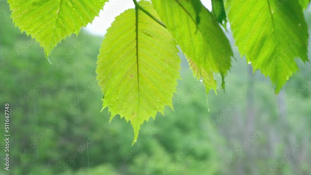 A branch with young leaves and raindrops sways in the wind during heavy rain. A branch with young leaves and raindrops sways in the wind during heavy rain.