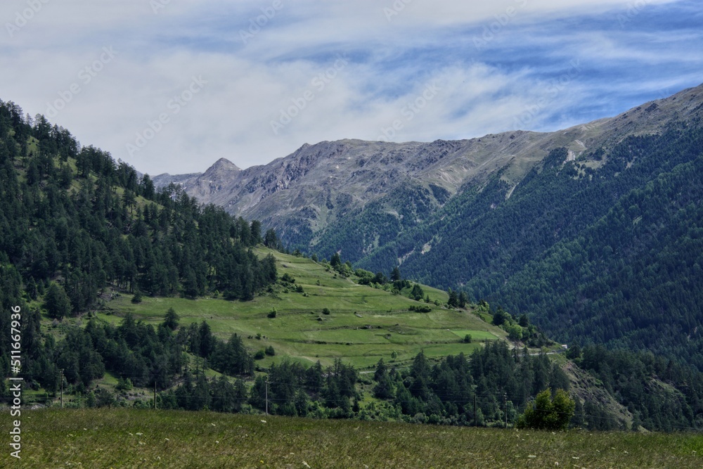 Almwiese mit Bäumen und Bergpanorama