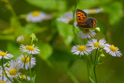 花の上のチヂミ蝶