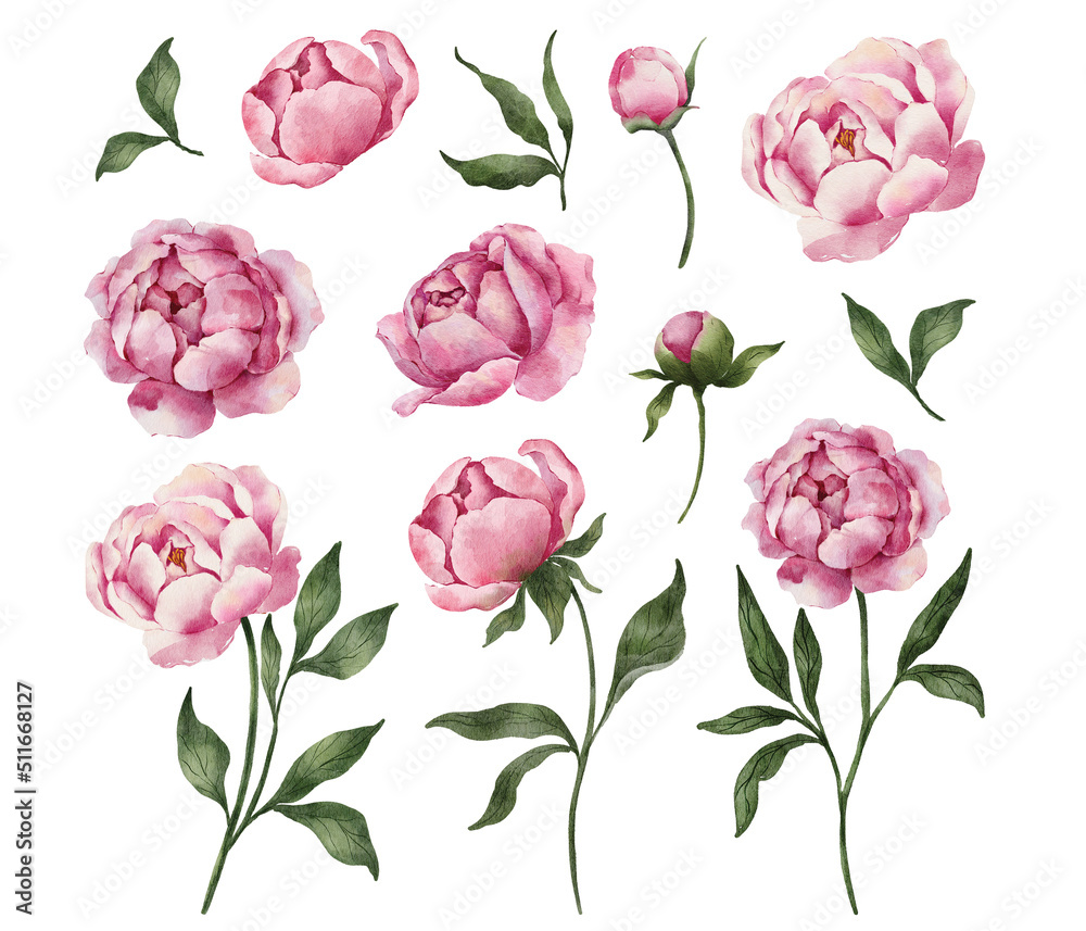 Watercolor peonies flowers, compositions, bouquets, elements. Hand painted watercolor peony and leaves Watercolor peonies flowers, compositions, bouquets, elements. Hand painted watercolor peony and leaves
