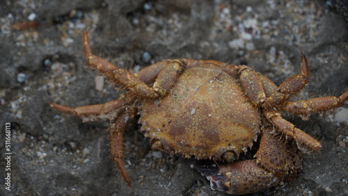 A dead  crab on the rocks of the  shore of the Mediterranean Sea