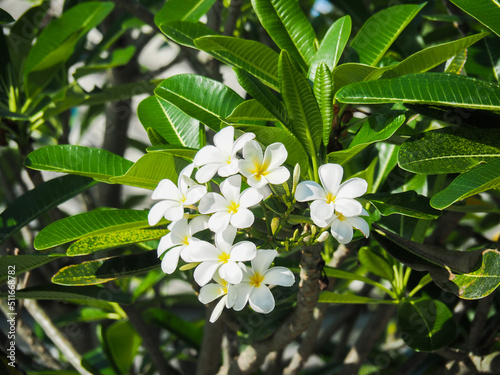 photo of Frangipani flowers or Apocynaceae © Faii