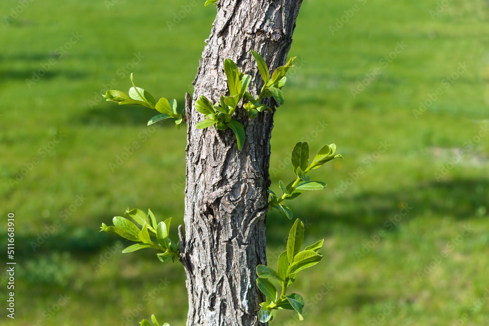 Obraz premium Young shoots on a tree
