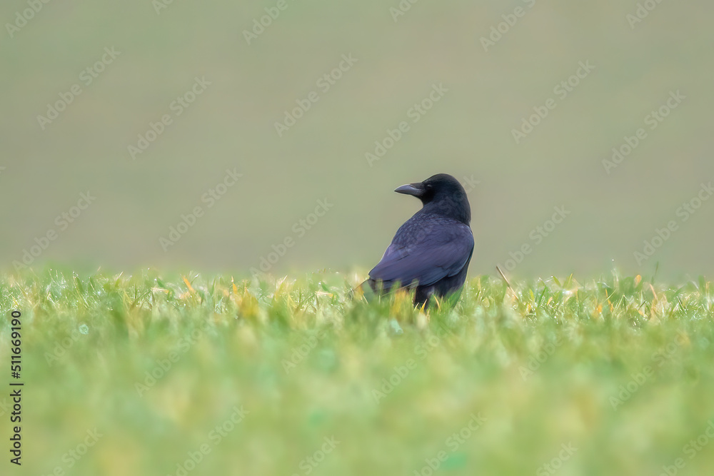 a raven runs across a meadow and looks for food