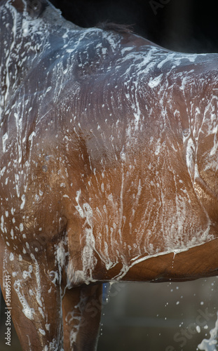 Close up of horse being bathed shampoo water and suds on coat of bay horse with white soapy suds water dripping from horses body shoulder and back of horse visible vertical format 