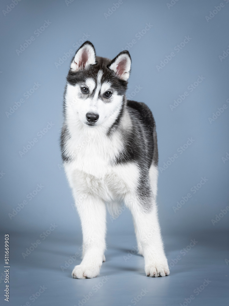 Siberian husky puppy standing in a photo studio Siberian husky puppy standing in a photo studio