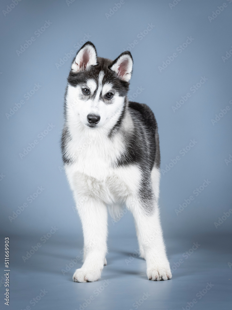 Siberian husky puppy standing in a photo studio