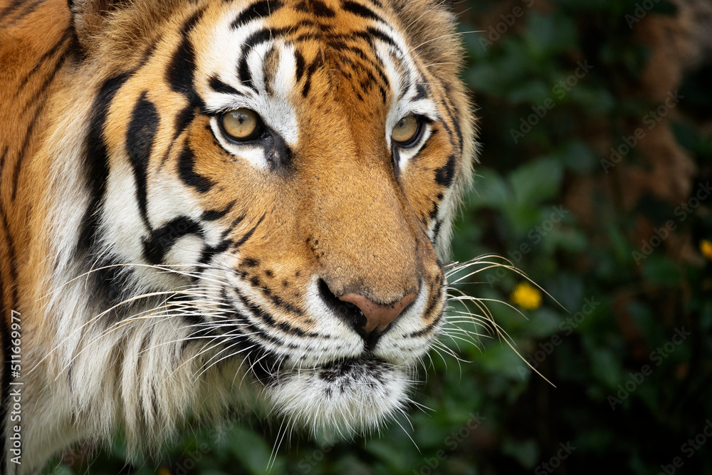 Obraz premium Close up headshot of Bengal Tiger in forest