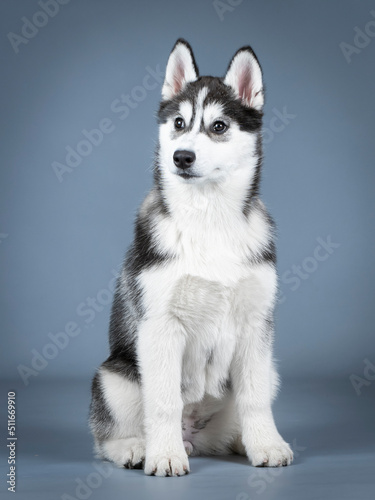 Fototapeta Naklejka Na Ścianę i Meble -  Siberian husky puppy sitting in a photo studio