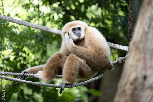 white Gibbon sitting in zoo photo