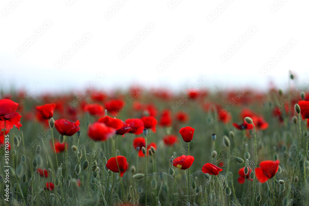 Naklejka premium Poppy fiels. Big red poppy flowers