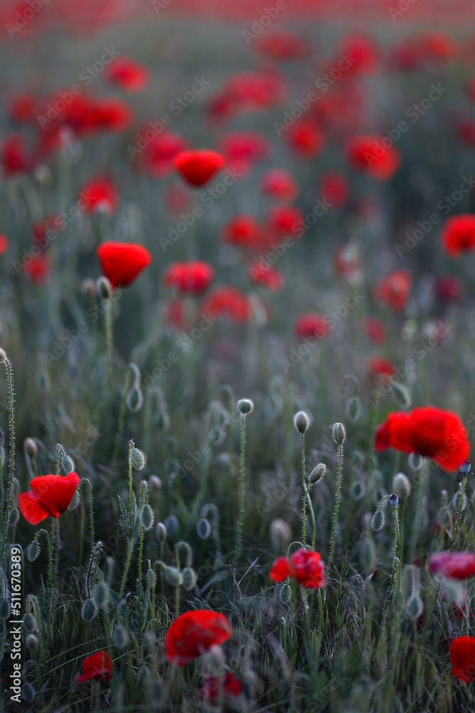 Fototapeta premium Poppy fiels. Big red poppy flowers