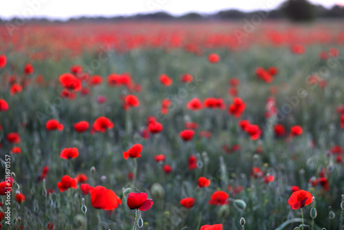 Poppy fiels. Big red poppy flowers © Альбина Хусаинова