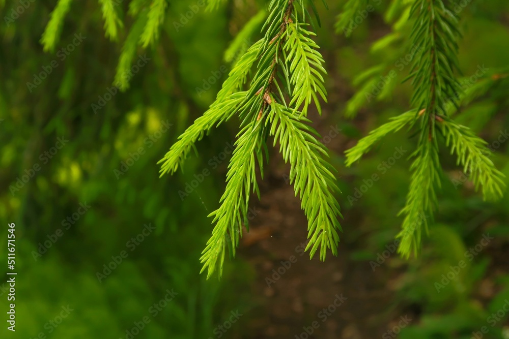 green pine needles green pine needles