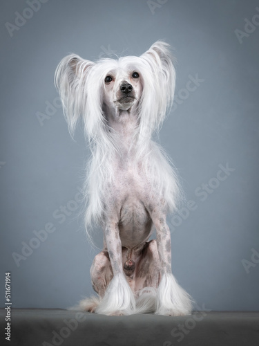 Tableau sur toile Chinese crested dog sitting in a photography studio