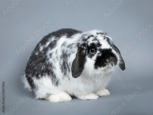 Black and white rabbit in a photography studio