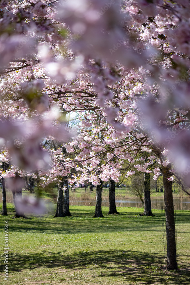 Obraz premium A pink sakura tree in a park in green grass