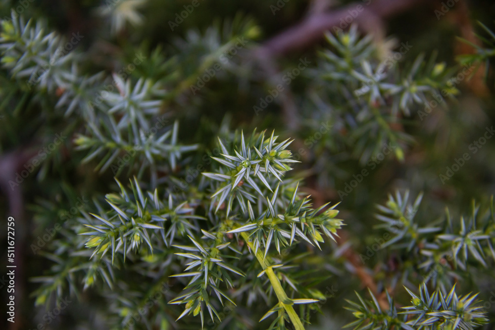 A juniper twigs close up on against background. Beautiful branches from a coniferous bush. A juniper twigs close up on against background. Beautiful branches from a coniferous bush.