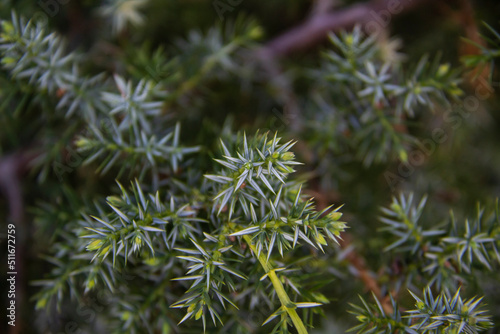 A juniper twigs close up on against background. Beautiful branches from a coniferous bush.