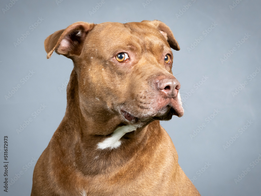 Portrait of a brown pitbull in a photography studio
