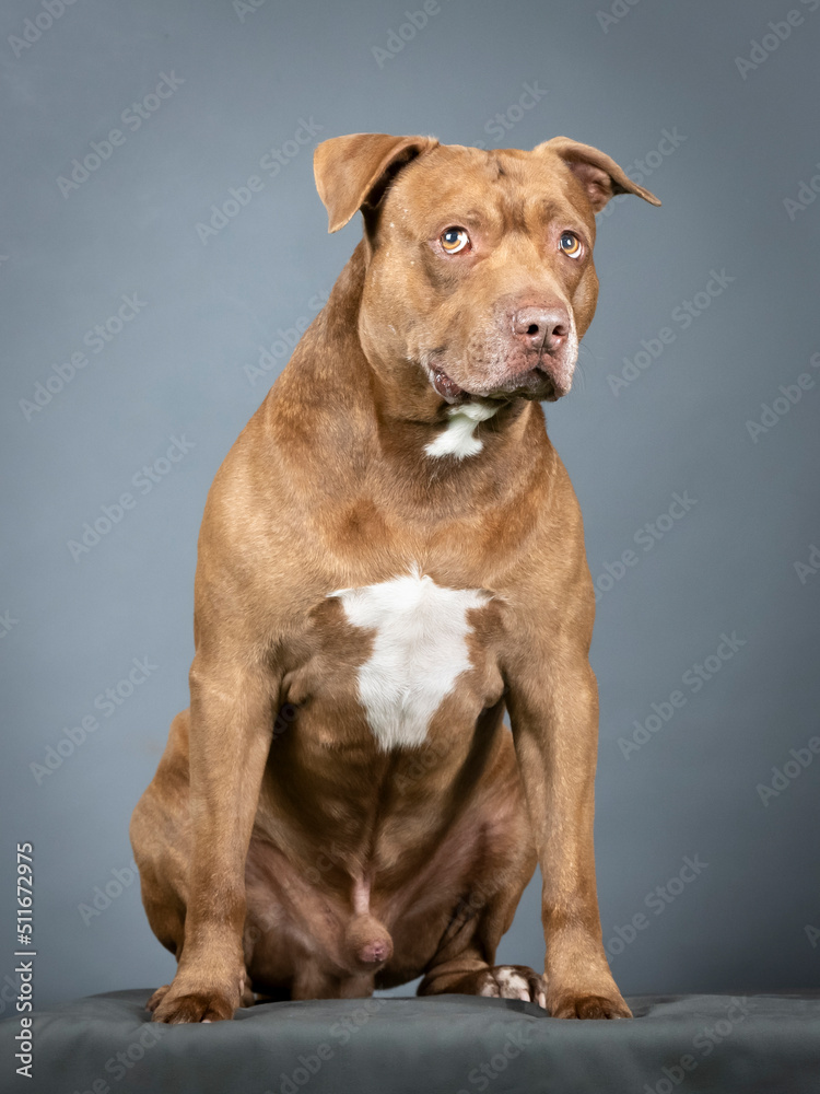 Brown pitbull sitting in a photo studio