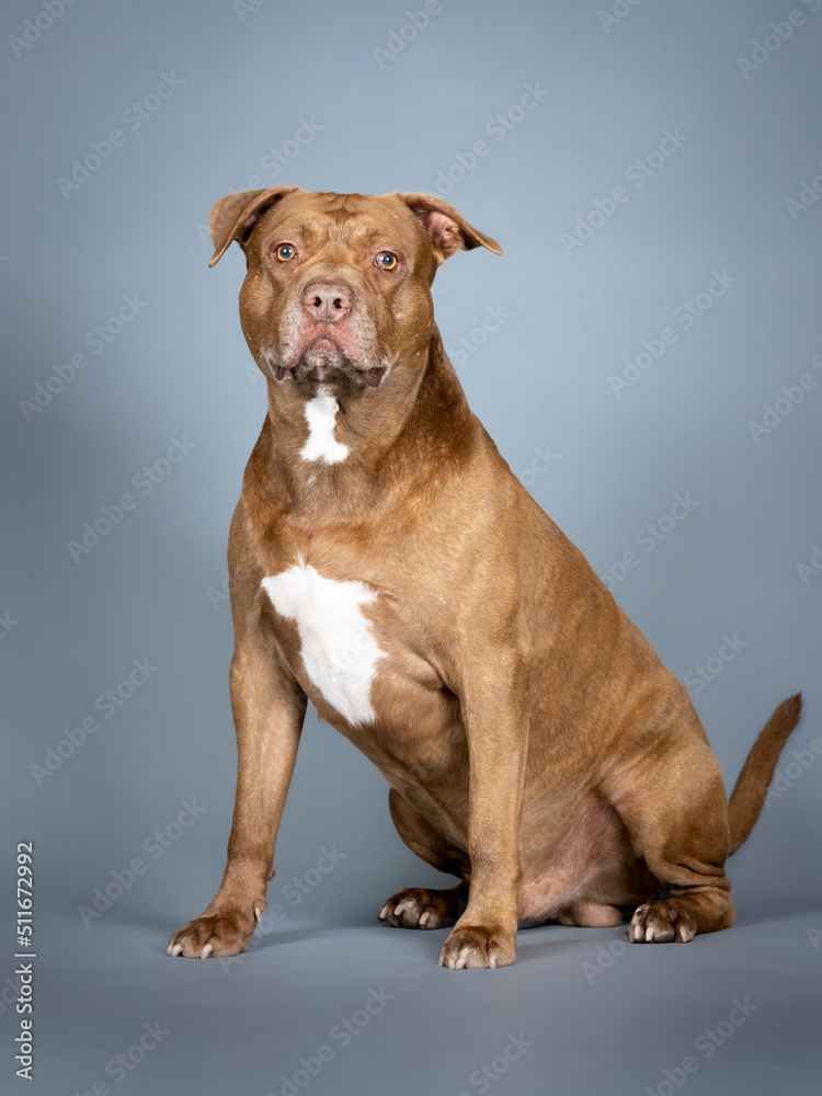 Brown pitbull sitting in a photo studio