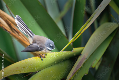 Fantail bird perched on native New Zealand Flax. photo