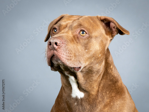 Portrait of a brown pitbull in a photography studio