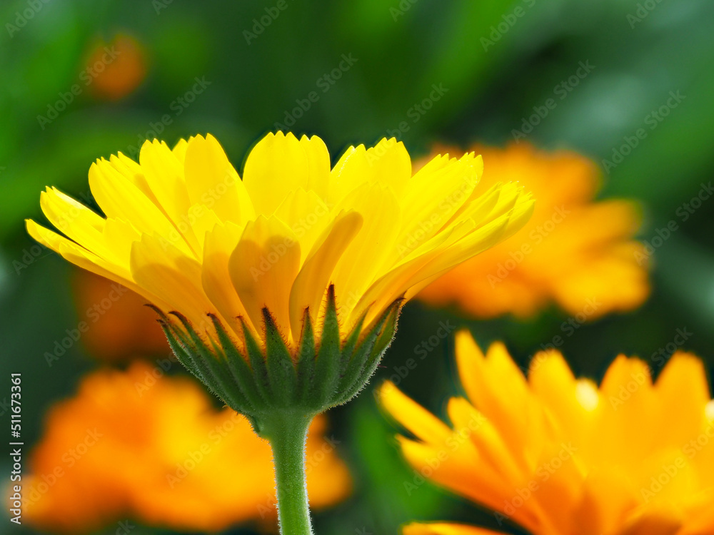Calendula officinalis Calendula officinalis