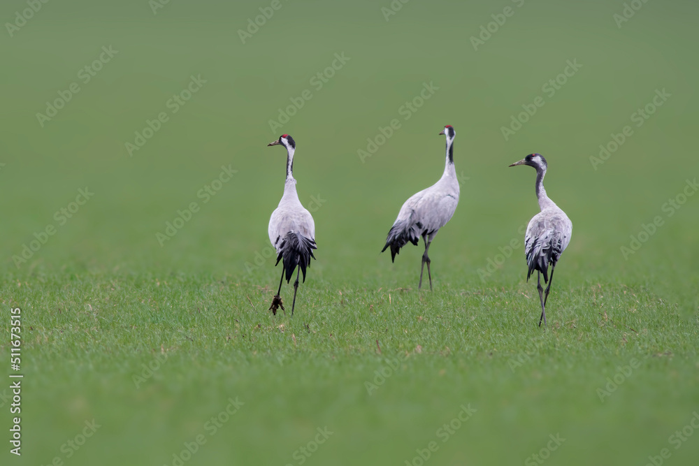 Fototapeta premium three cranes stands on a green field