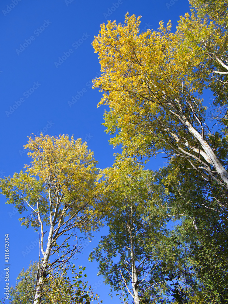 Fototapeta premium aspen trees durning the autumn season when the leaves change colour from green t bright vibrant orange and yellow as the season comes to an end on a beautiful sunny blue sky day.