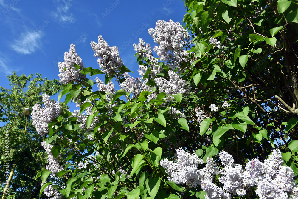 Blooming lilac trees in the garden in Moscow. Blooming lilac trees in the garden in Moscow.