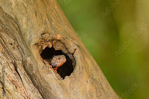 Lizard peeping from a tree trunk hole in Bandhavgarh National Park, India. photo