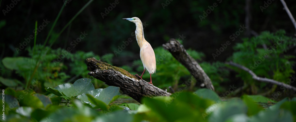 Fototapeta premium Rallenreiher // Squacco heron (Ardeola ralloides) - Skutarisee // Lake Skadar - Montenegro 