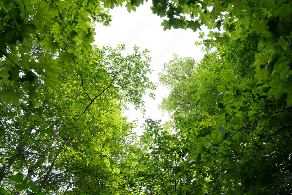 Swedish forest Swedish forest