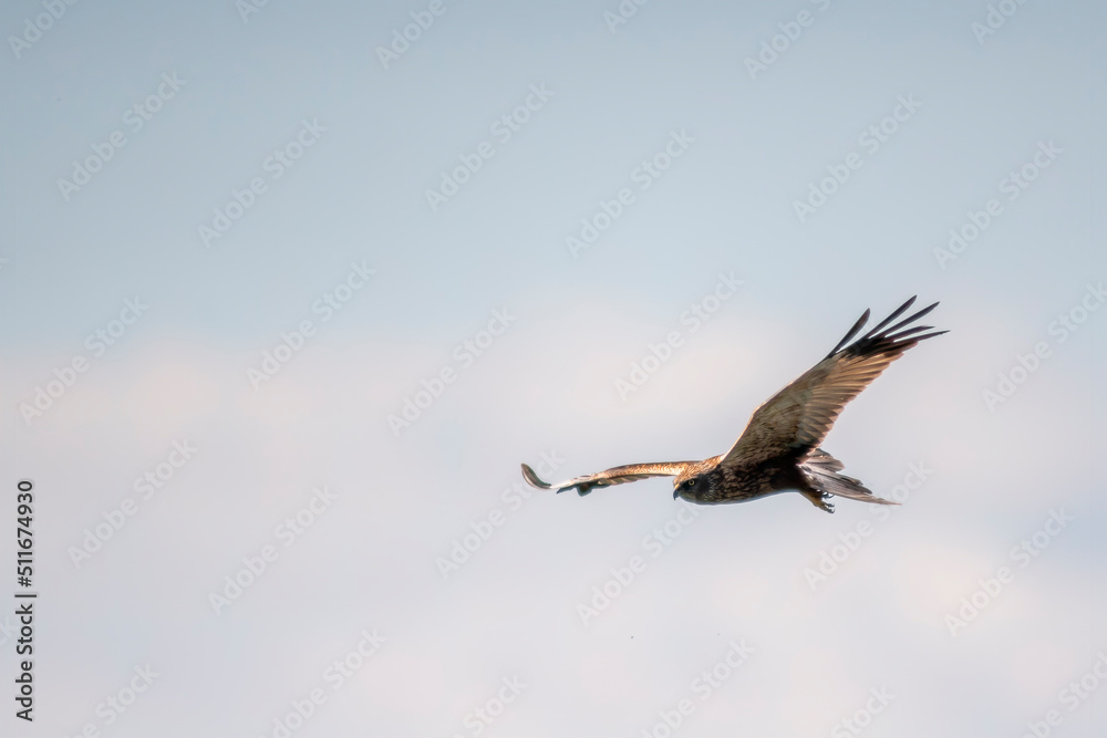 Obraz premium a red kite flies in the sky looking for prey