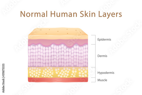 Normal Human Skin Layers Cube with Muscle photo