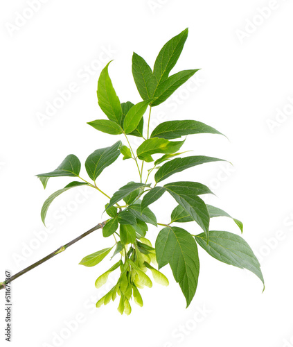 Ashleaf maple branch isolated on white background. Maple acer negundo leaves and seeds.