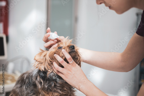 Photography Veterinarian applying an eye drop in the dog's eye