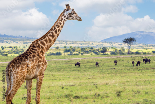 Masai giraffe (Giraffa Camelopardalis Tippelskirchii) in Maasai Mara National Reserve, Kenya